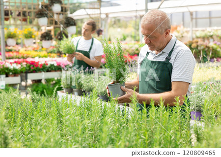 Mature male employee of garden shopping center inspects product, pot with rosemary. 120809465