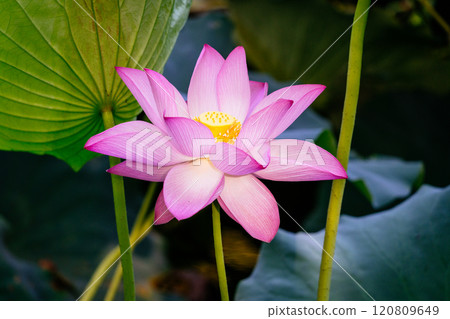 real wild pink lotus flower close up 120809649