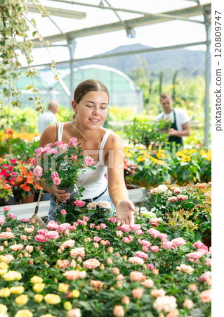 Girl walks through exhibition of ornamental plants, examines rose in showcase Girl walks through exhibition of ornamental plants, examines rose in showcase 120809747