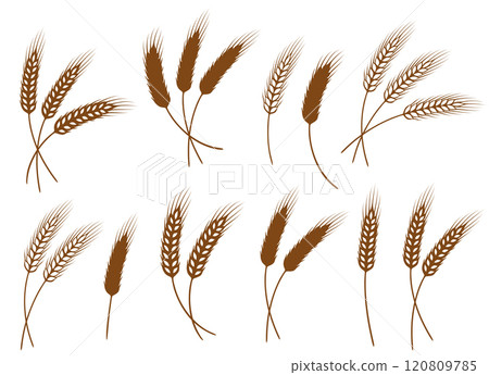 silhouette of weat ears, barley, rye spikelet, sheaf set branch icon silhouette of weat ears, barley, rye spikelet, sheaf set branch icon 120809785