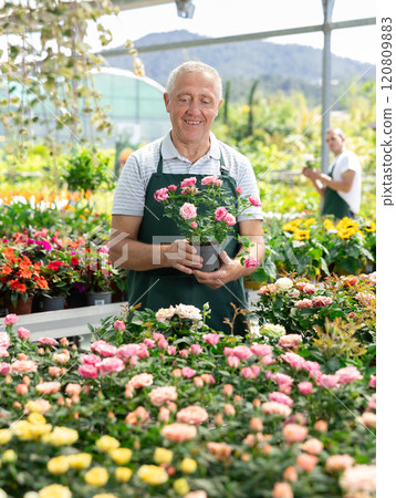 Mature male employee of garden shopping center inspects product, pot with rose. 120809883