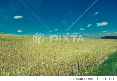 Field with Common wheat. Belarus landscap Field with Common wheat. Belarus landscap 120810124