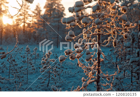 Winter snowy forest at sunset. Winter snowy forest at sunset. 120810135