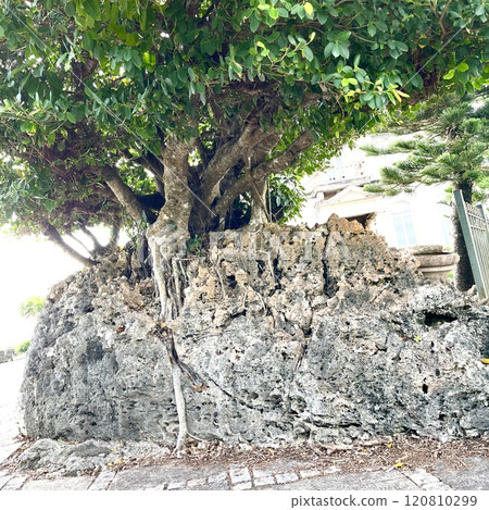 A combination of a large rock and a large tree on Miyako Island A combination of a large rock and a large tree on Miyako Island 120810299