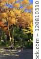 Yellow Time/Autumn Landscape Illustration 120810310