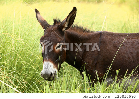 Cute brown donkey grazing outdoors on a farm 120810686