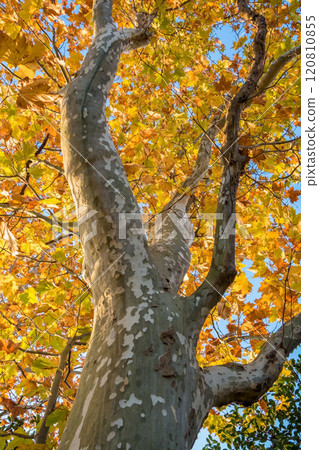 Yellow leaves of a plane tree with mottled bark 120810855