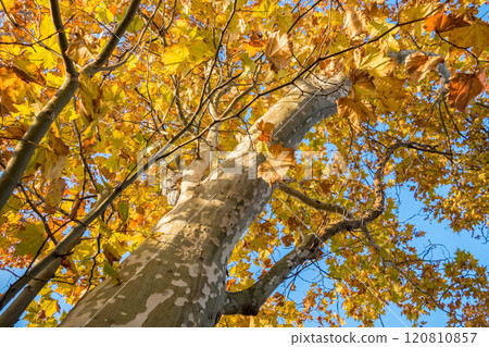 Yellow leaves of a plane tree with mottled bark 120810857
