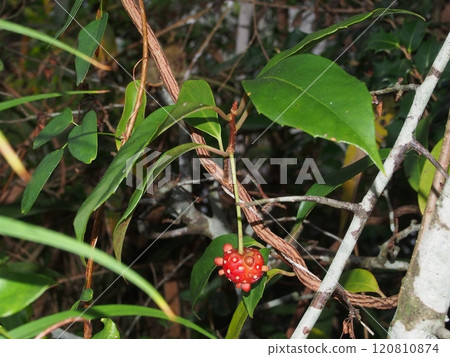 花園裡的實勝水果 花園裡的實勝水果 120810874