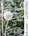 Frosted Dandelion in Early Morning Light 120810902