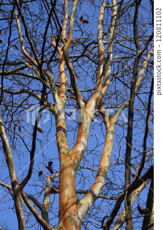 山茶花樹幹圖案 山茶花樹幹圖案 120811102