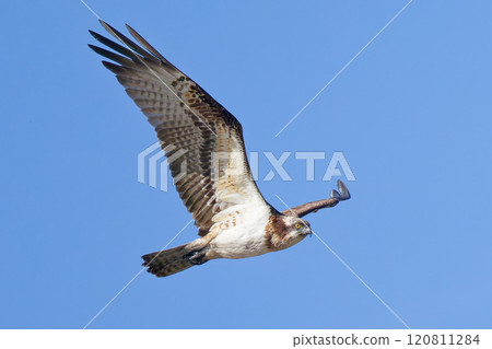 Osprey flying on a clear autumn day Osprey flying on a clear autumn day 120811284