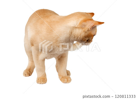 Adorable cream Burmese kitten standing against studio background. 120811333