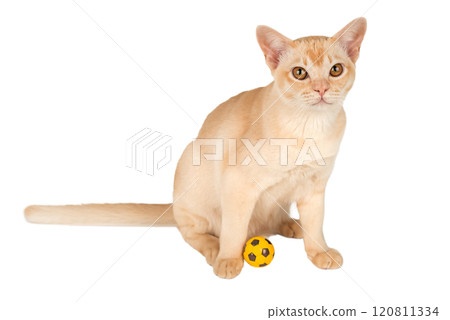 Burmese cream cat sits and plays with a ball on a transparent background. 120811334