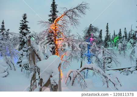 Magic forest at winter, Mysterious Forest in Murmansk region, Kirovsk, fantastic creation 120811378
