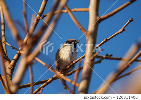 A sparrow resting on a dead tree in the early winter morning sun A sparrow resting on a dead tree in the early winter morning sun 120811406