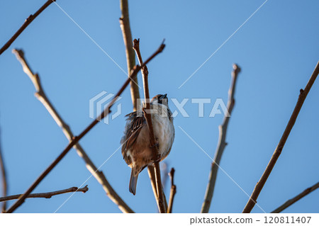 A sparrow resting on a dead tree in the early winter morning sun A sparrow resting on a dead tree in the early winter morning sun 120811407