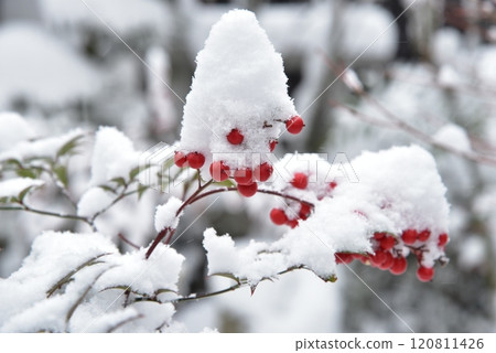 紅色的南天果上積雪 紅色的南天果上積雪 120811426