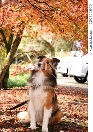 Autumn leaves and sheltie Autumn leaves and sheltie 120811600