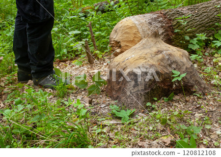 Tree Damage Caused by Beavers in Forest Tree Damage Caused by Beavers in Forest 120812108