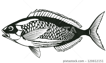 Simple black and white paper cut illustration of the saltwater fish Gurukun 120812151