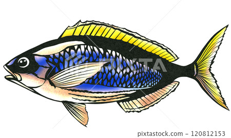 美麗的鹹水魚 Gurukun 的剪紙插圖 美麗的鹹水魚 Gurukun 的剪紙插圖 120812153
