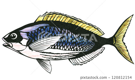 五顏六色的魚 Umeiromodoki 的剪貼畫 五顏六色的魚 Umeiromodoki 的剪貼畫 120812154