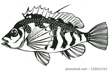 鹹水魚 Okigon 的簡單黑白剪圖 鹹水魚 Okigon 的簡單黑白剪圖 120812331
