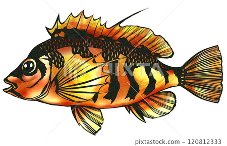 美麗的鹹水魚 Okigon 的剪紙插圖 120812333
