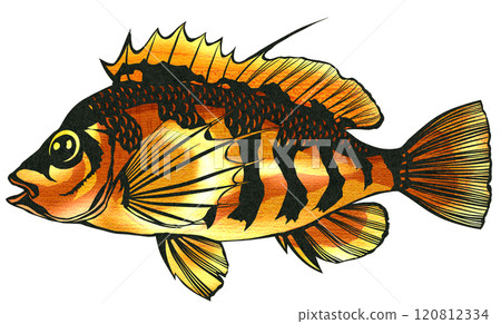可愛的魚 Okigonbe 的剪紙插圖 120812334