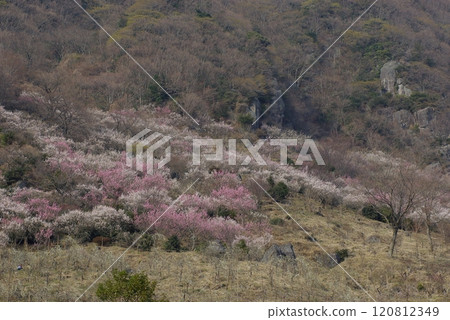 Yugawara Plum Grove, Meguroyama Park, Plum Festival 1 Yugawara Plum Grove, Meguroyama Park, Plum Festival 1 120812349