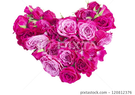 Pink blooming roses Pink blooming roses 120812376