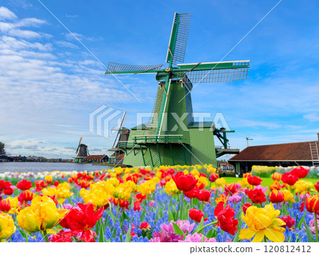 one dutch windmill over tulips 120812412