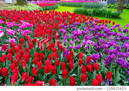 Rows of tulip flowers Rows of tulip flowers 120812423