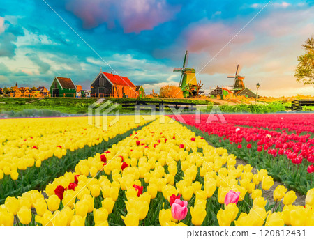 one dutch windmill over tulips one dutch windmill over tulips 120812431