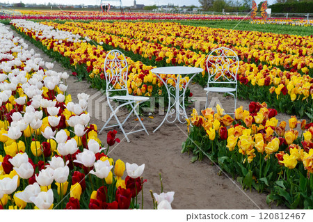 Dutch yellow tulip fields in sunny day Dutch yellow tulip fields in sunny day 120812467