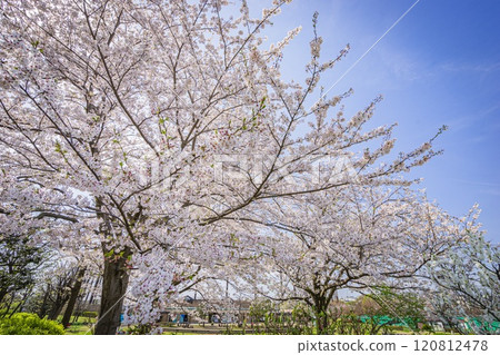 瀨谷本鄉公園 120812478