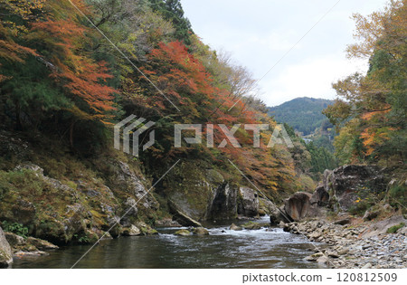 Autumn foliage in the Tomisato Valley of the Dozan River (the longest tributary of the Yoshino River) (late autumn) Autumn foliage in the Tomisato Valley of the Dozan River (the longest tributary of the Yoshino River) (late autumn) 120812509