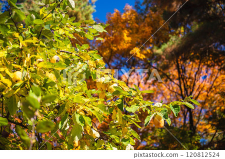 木瓜果實和秋葉 120812524