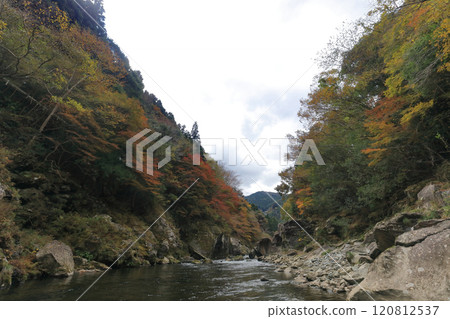 道山川（吉野川最長的支流）富鄉溪谷的紅葉（深秋） 120812537
