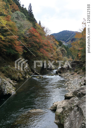 道山川（吉野川最長的支流）富鄉溪谷的紅葉（深秋） 120812588
