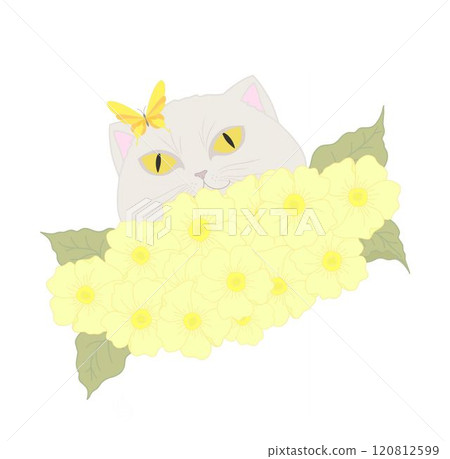 Illustration of a white cat peeking over yellow flowers with a yellow butterfly on its head. Illustration of a white cat peeking over yellow flowers with a yellow butterfly on its head. 120812599