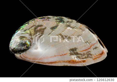 Haliotis asinina shell on black background Haliotis asinina shell on black background 120812630