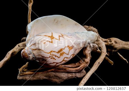 Elegant Cymbiola nobilis Seashell on Driftwood Elegant Cymbiola nobilis Seashell on Driftwood 120812637