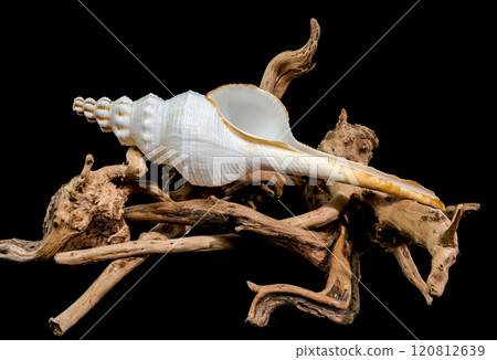 White Fusinus colus Shell on Driftwood black background 120812639