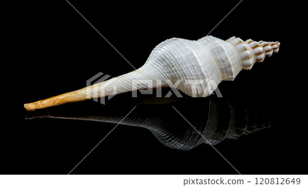 Fusinus colus sea Shell on Black Background 120812649