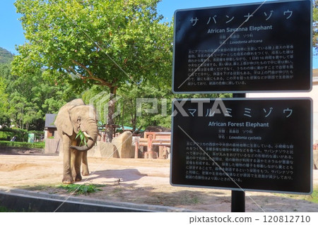 [廣島縣] 廣島市 阿佐動物園 森林象 120812710