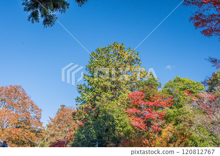 大津市坂本的秋天風景,紅葉的樹木 大津市坂本的秋天風景,紅葉的樹木 120812767