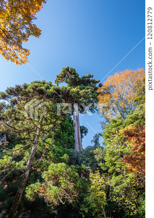大津市坂本的秋景，針葉林 120812779