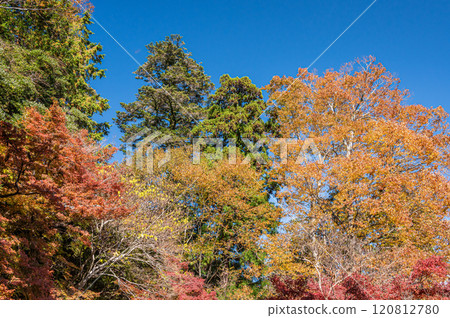 滋賀縣大津坂本染紅的深秋森林 120812780